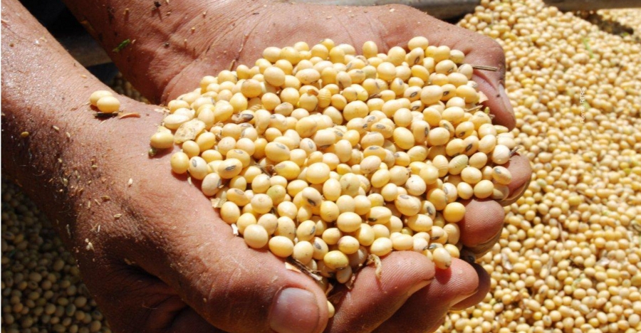 Safra de grãos no Brasil deve alcançar 300 milhões de toneladas em dez anos