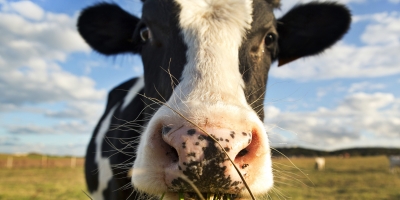 Brinco espião conta tudo sobre o comportamento das vacas